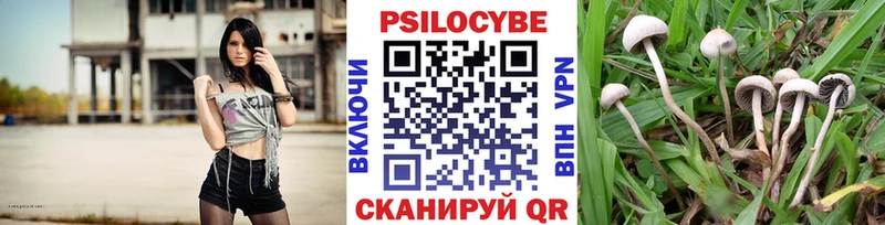 Галлюциногенные грибы Cubensis  Купить где  Барыш 